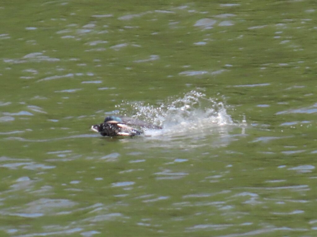 ハリオアマツバメ_4309