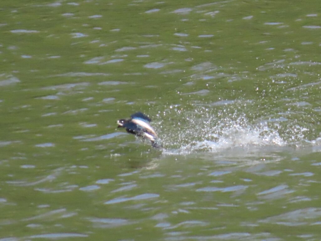 ハリオアマツバメ_4310