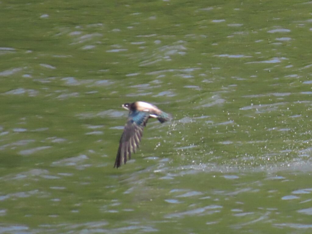ハリオアマツバメ_4311