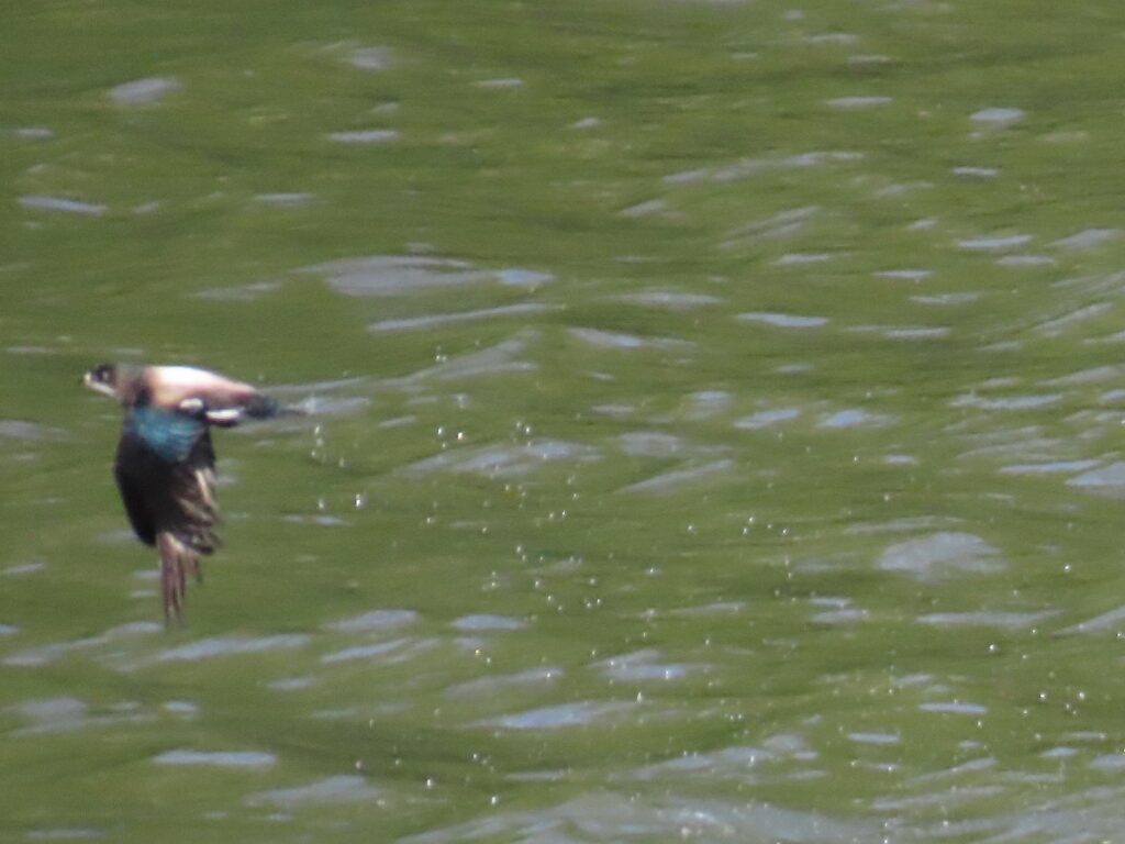 ハリオアマツバメ_4312