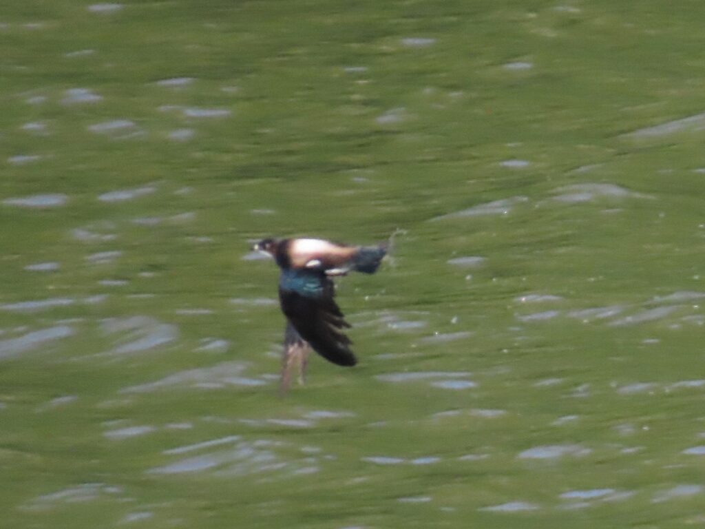ハリオアマツバメ_4313