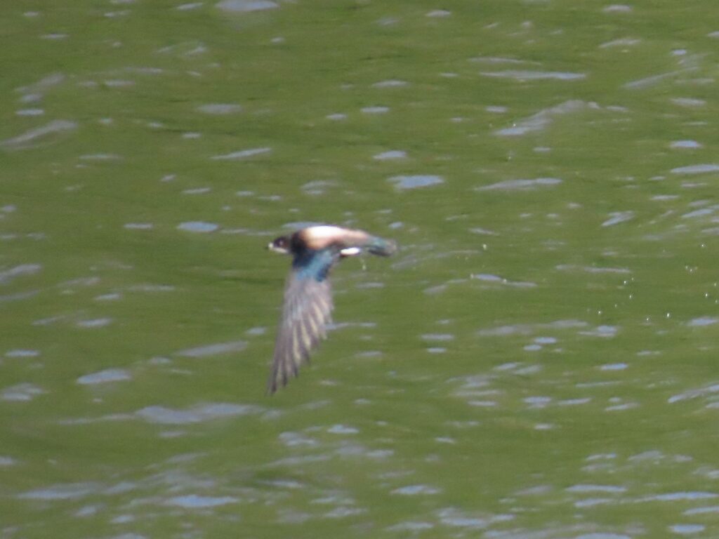 ハリオアマツバメ_4315