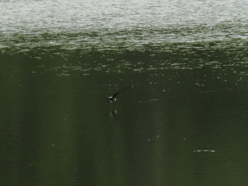 20250623_西岡公園_ハリオアマツバメ1620