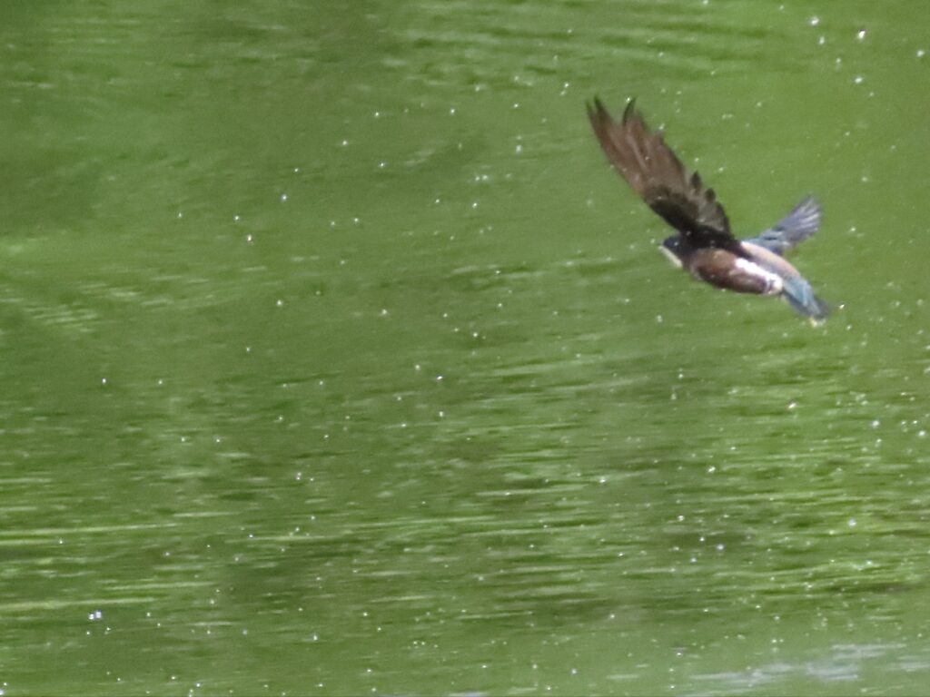 ハリオアマツバメ3534