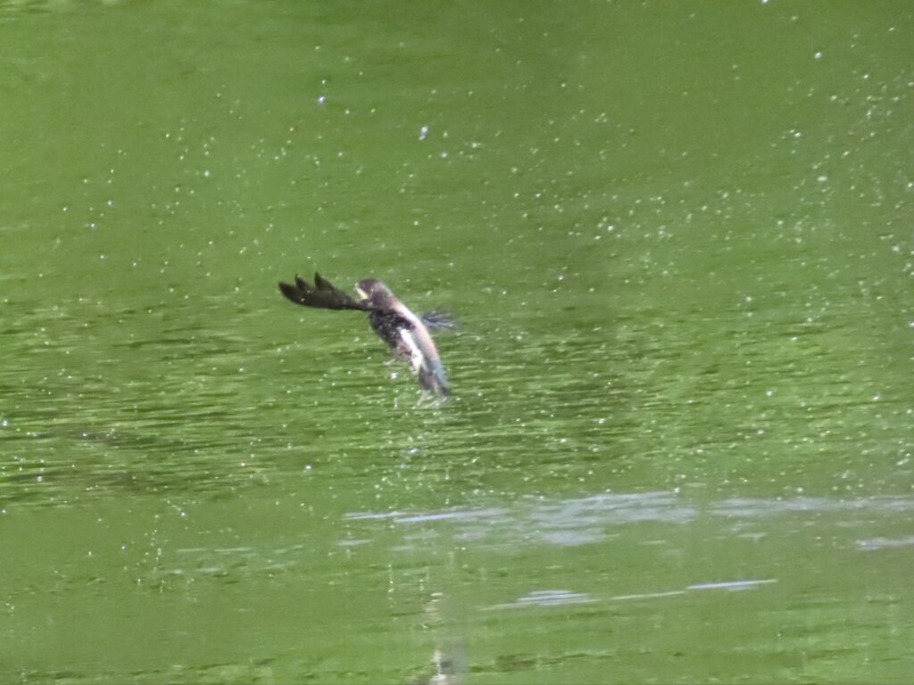 ハリオアマツバメ3533