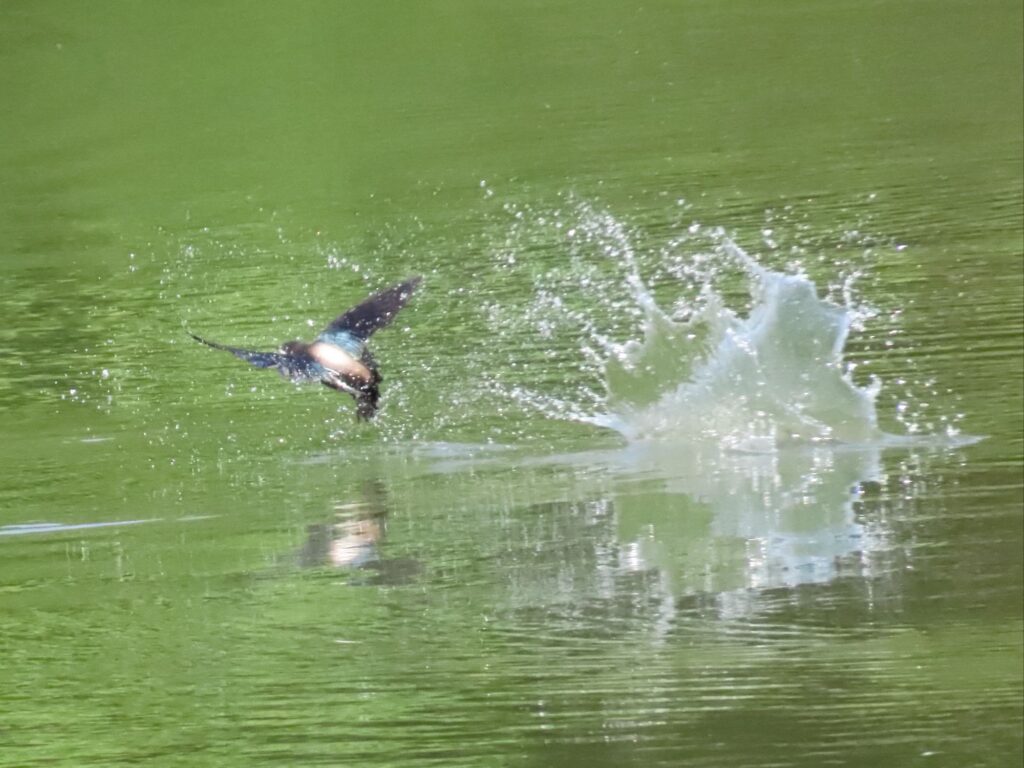 ハリオアマツバメ3532