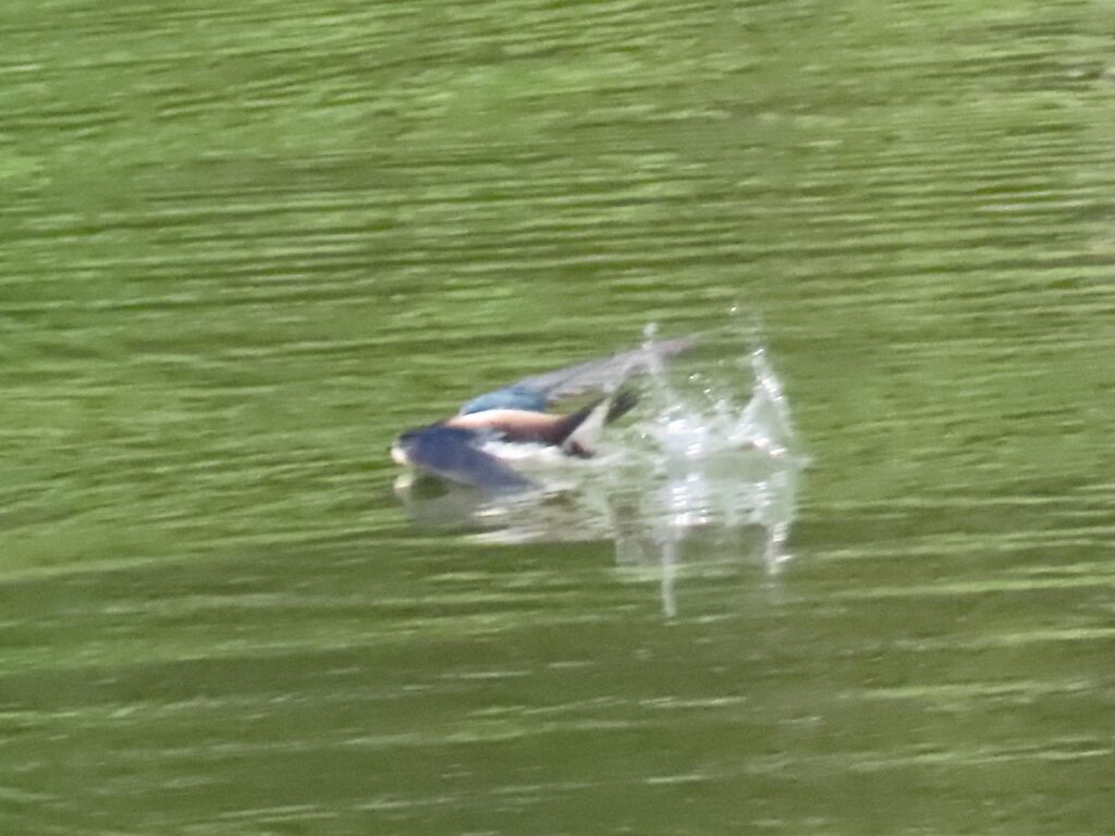 ハリオアマツバメ3531