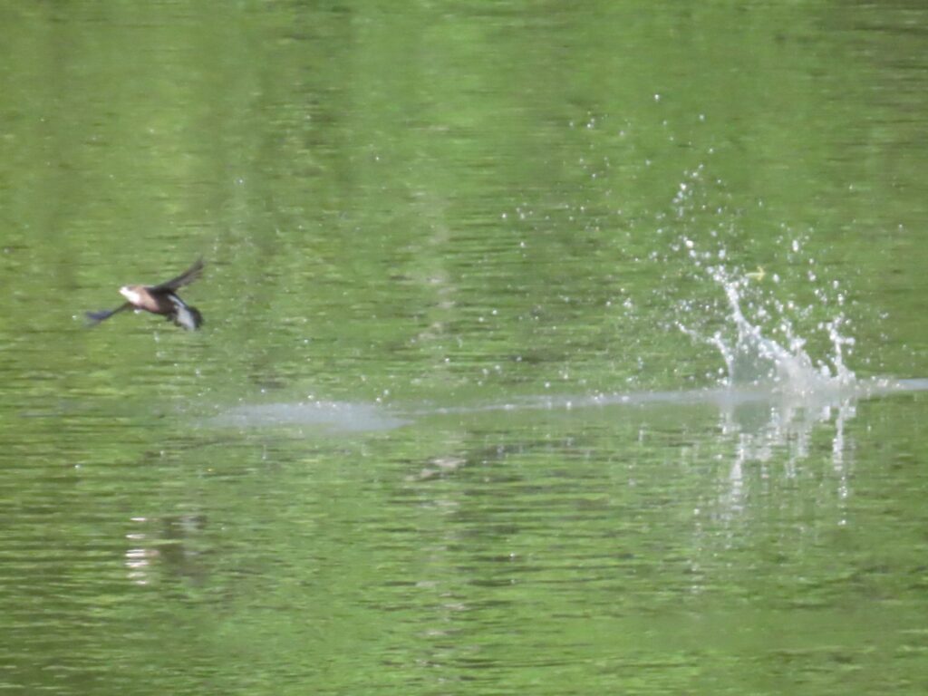 ハリオアマツバメ3669