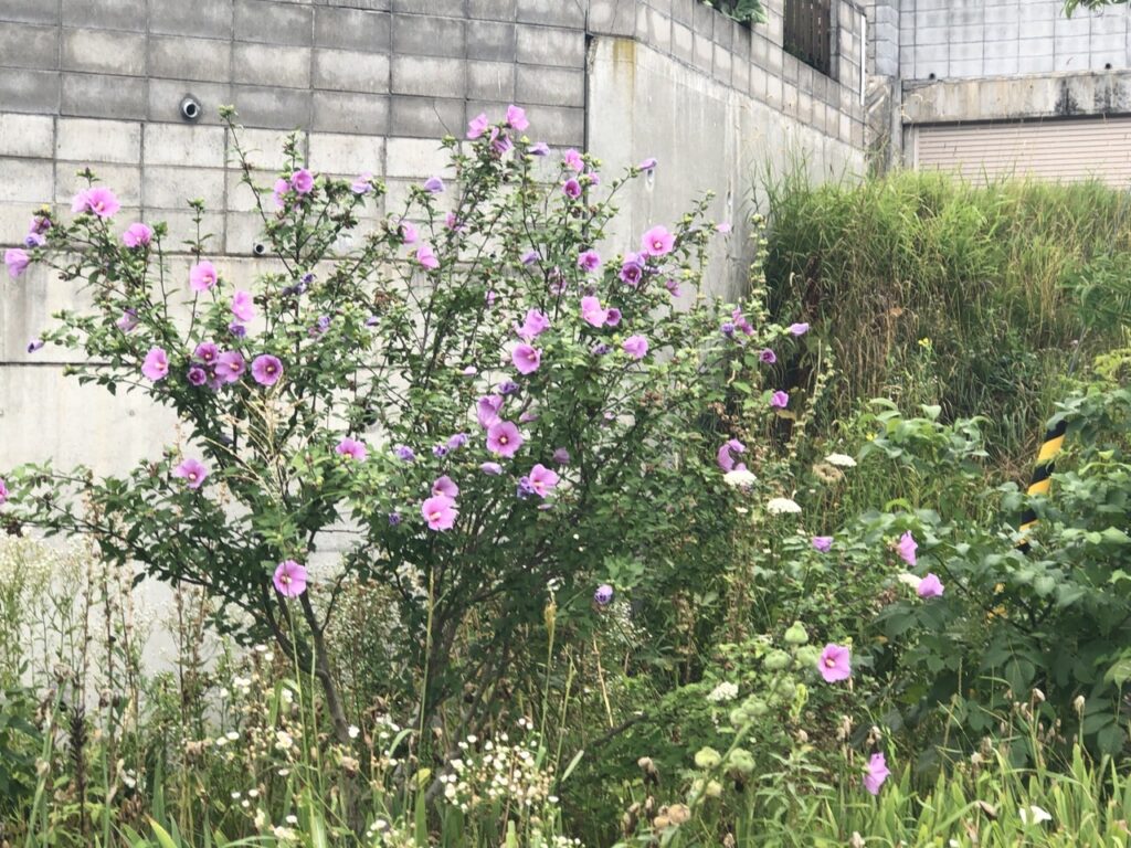 道端の花_ムクゲ