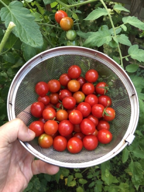 庭のミニトマトの収穫