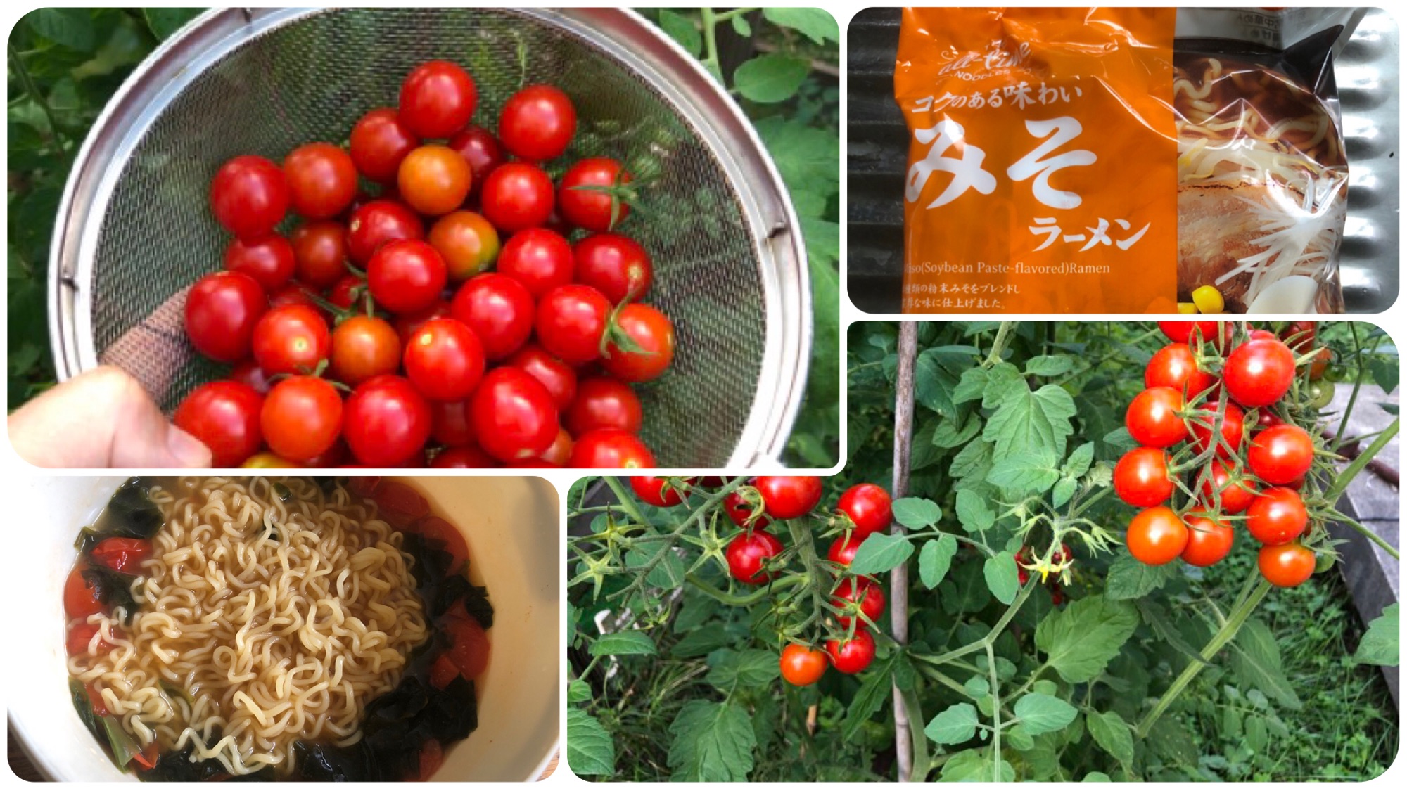 庭のミニトマトでインスタントラーメン