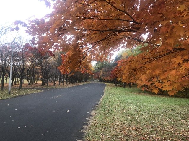 朝の散歩で真駒内公園_紅葉