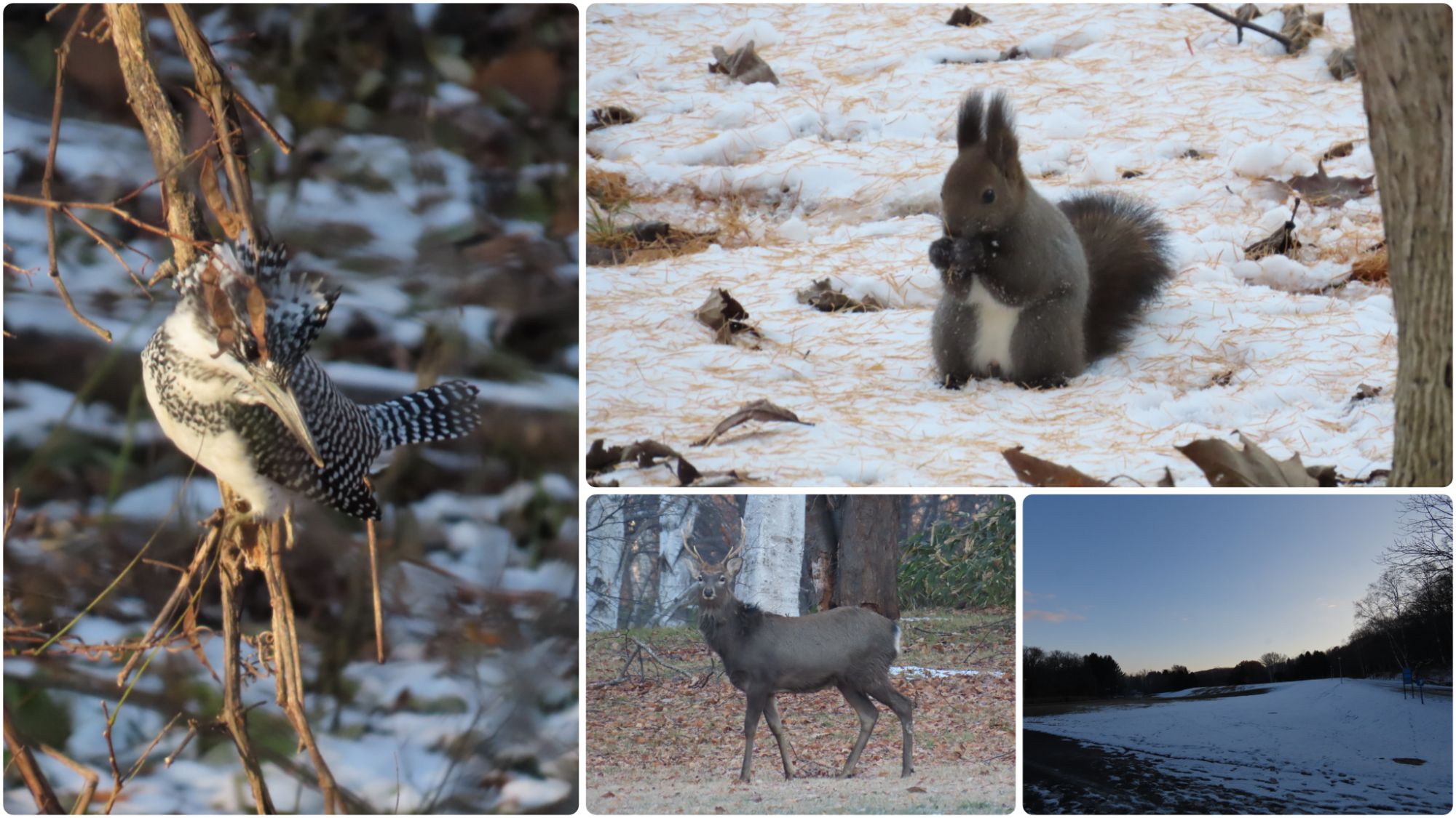 20251120_真駒内公園
