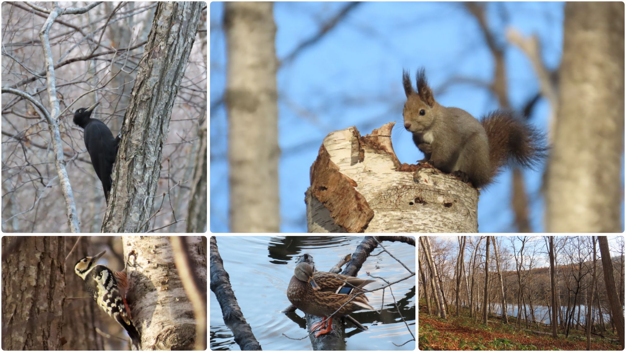 20251121_西岡公園