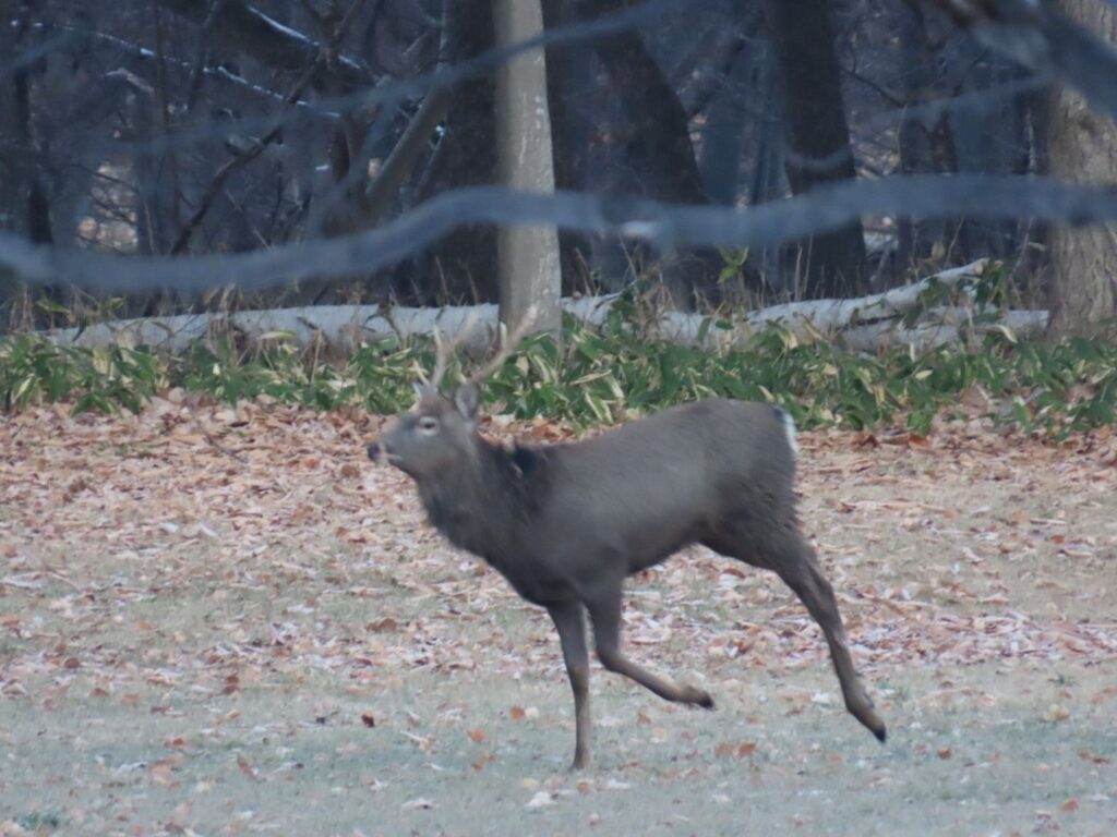 シカのRUN