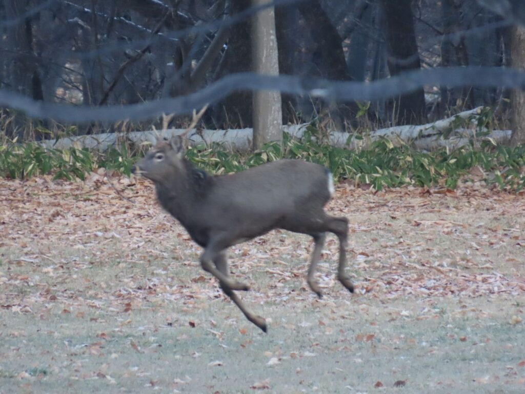 シカのRUN2