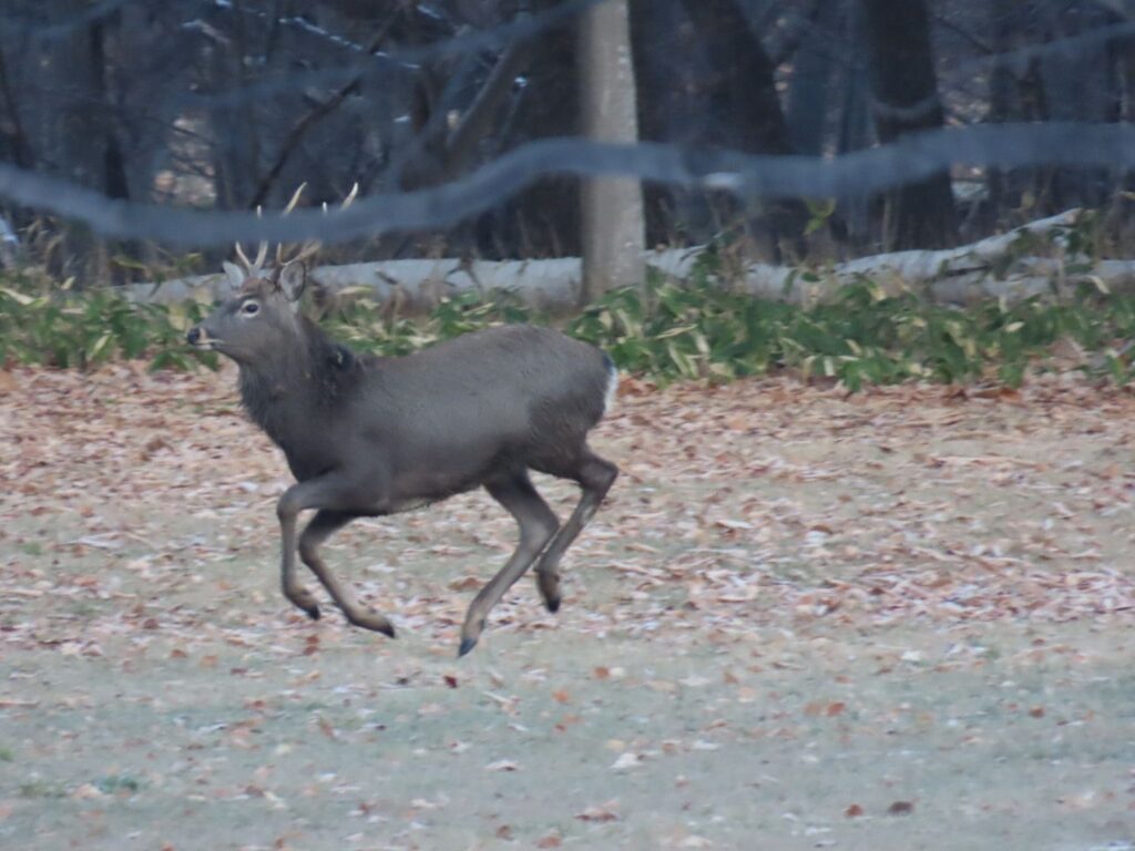 シカのRUN3
