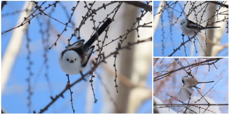 真駒内公園のシマエナガの三枚合体写真