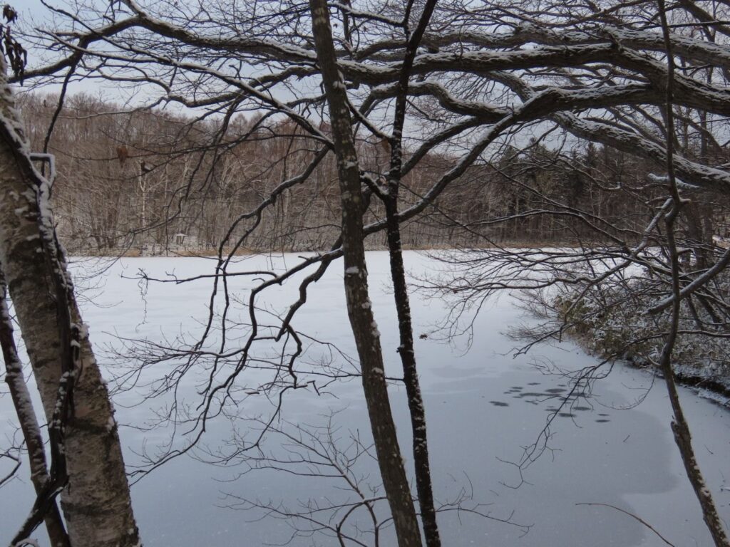 湖面を望む風景
