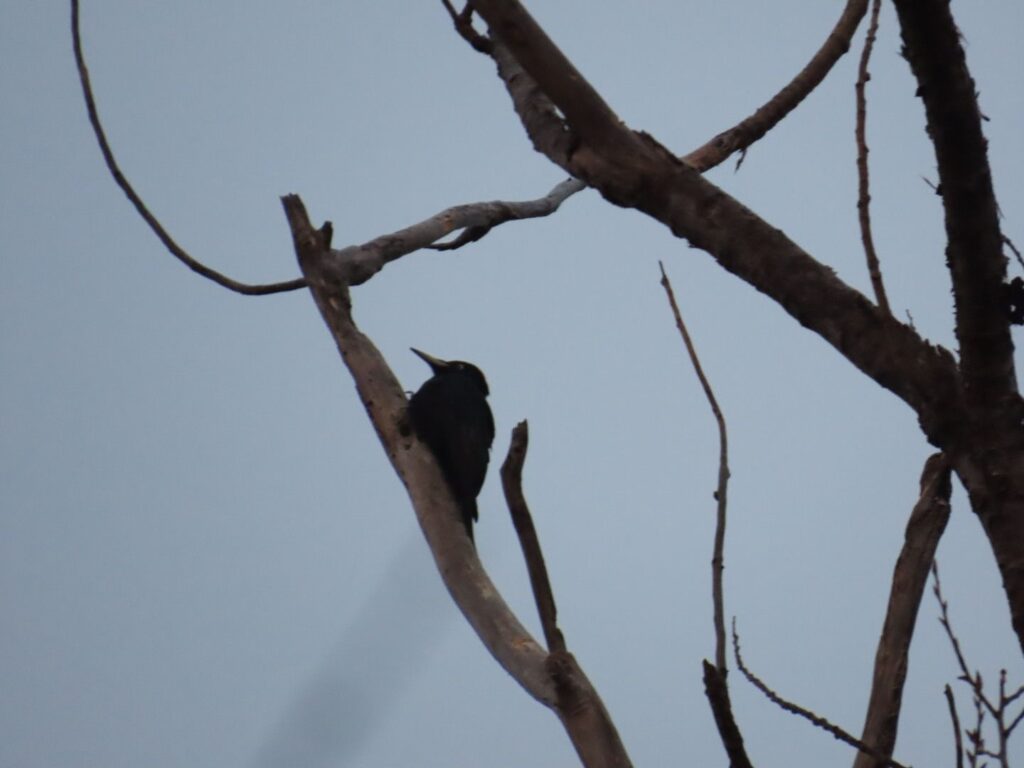 クマゲラ(メス)