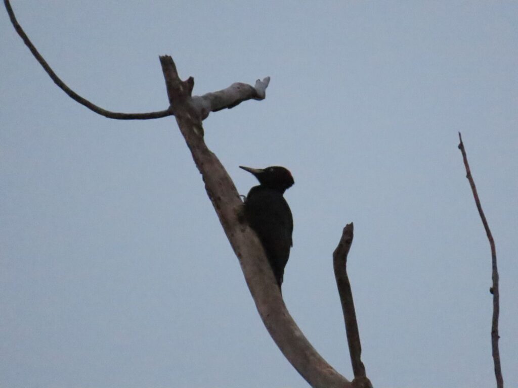 クマゲラ(メス)2