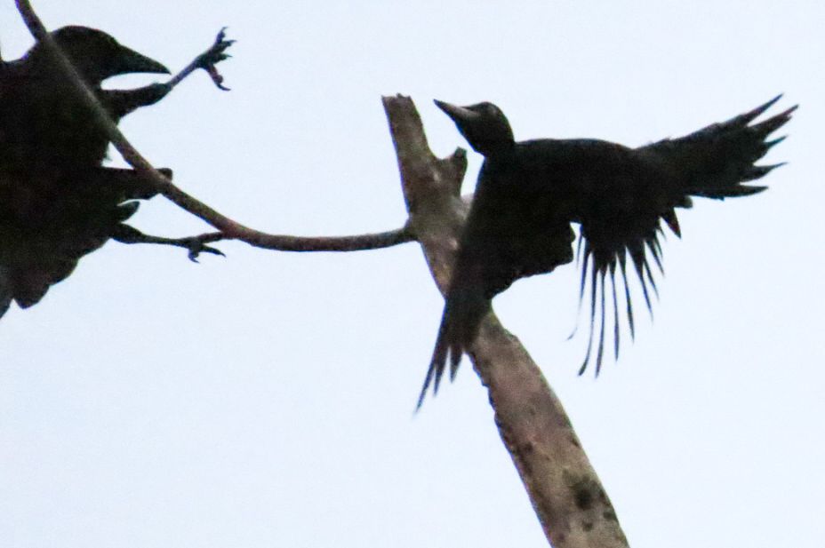 カラスの襲撃をかわすクマゲラ(メス)