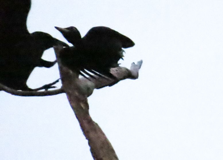 カラスの襲撃をかわすクマゲラ(メス)2