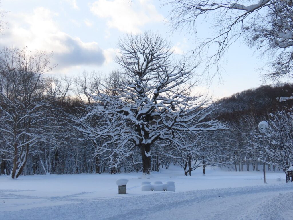 真駒内公園、雪化粧のかしわの木