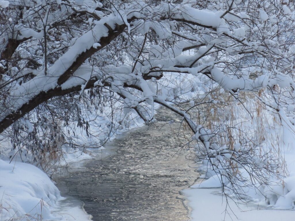 真駒内公園の木に雪が積もった真駒内川