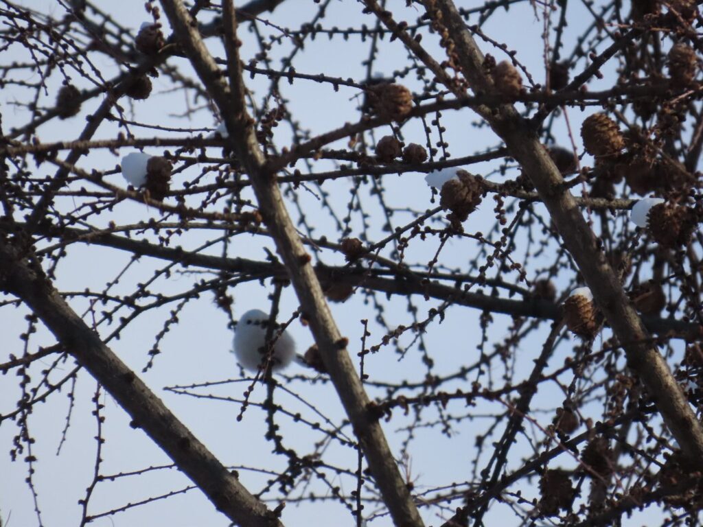 20251213_木の枝の雪に紛れているシマエナガ