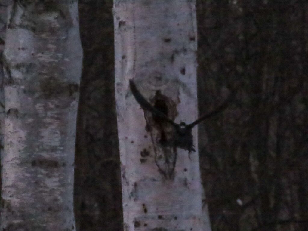 真駒内公園、飛び立つクマゲラその2