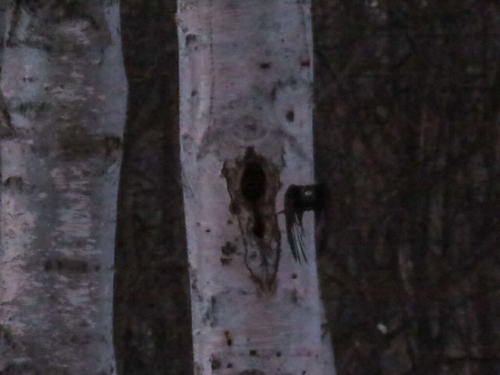 真駒内公園、飛び立つクマゲラその1