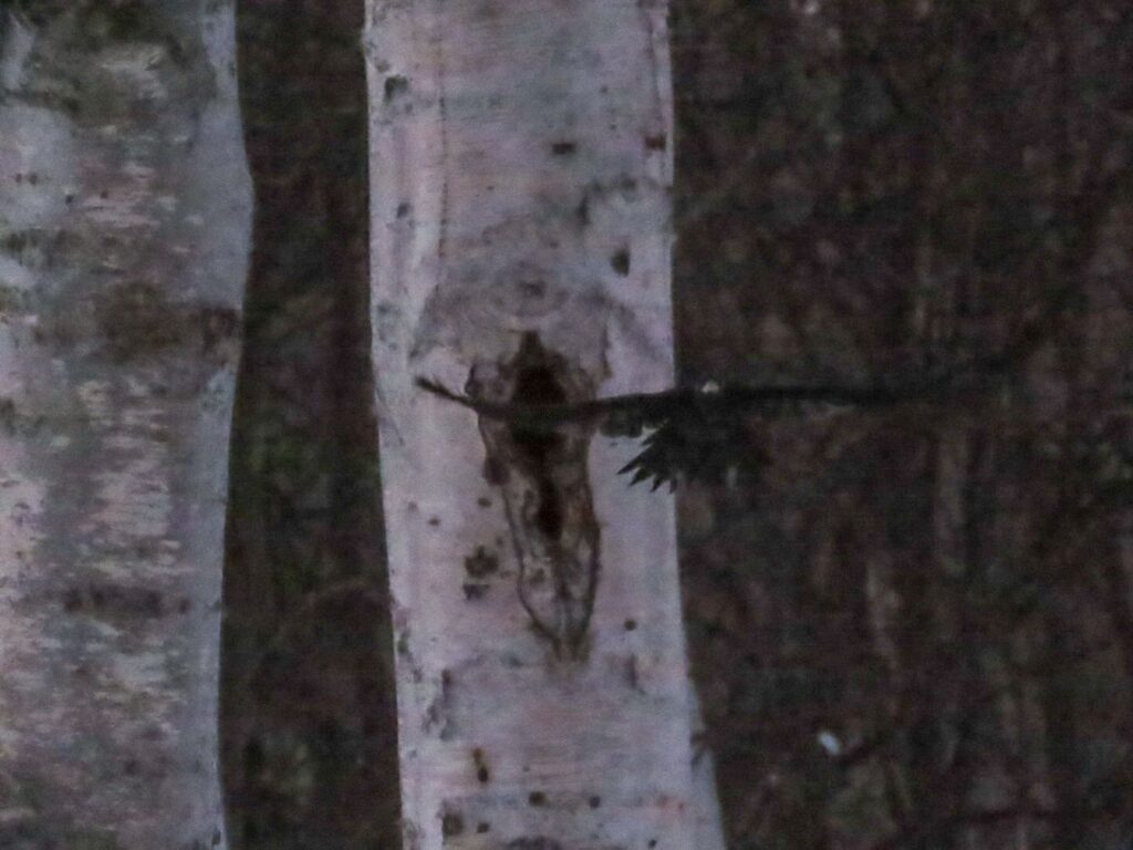 真駒内公園、飛び立つクマゲラその3