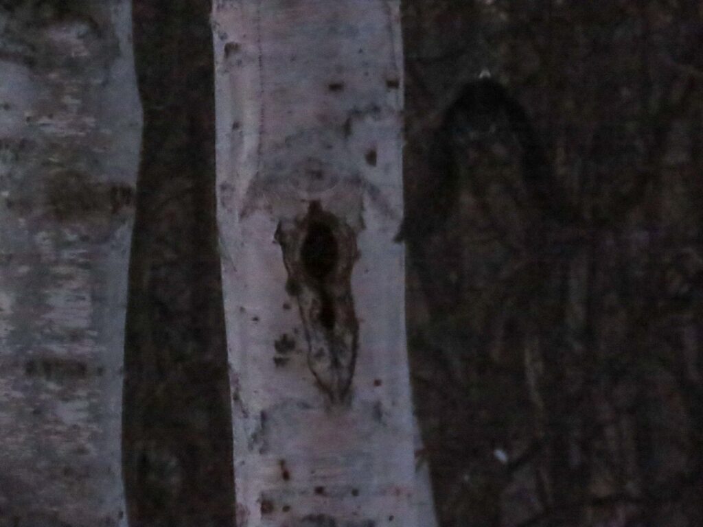 真駒内公園、飛び立つクマゲラその4