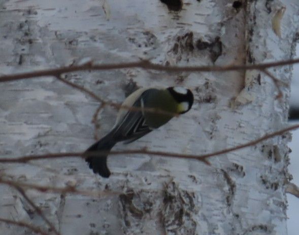 白樺の木に止まるシジュウカラ