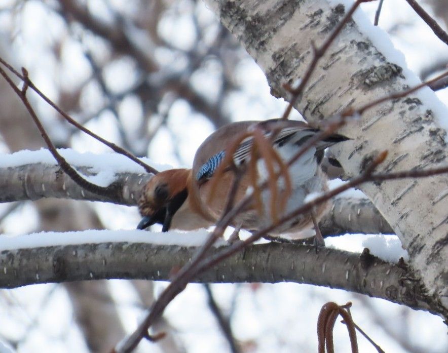 木の枝上で雪をついばむカケス