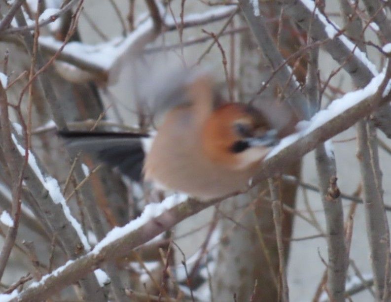 木の枝の上から羽ばたいたカケス