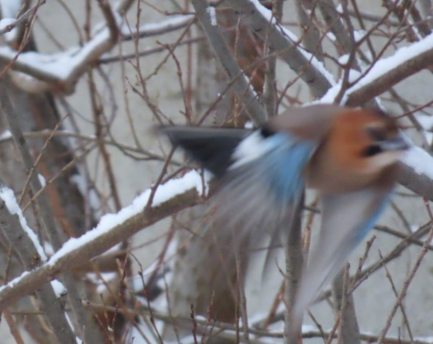 木の枝の上から羽ばたいたカケスその2