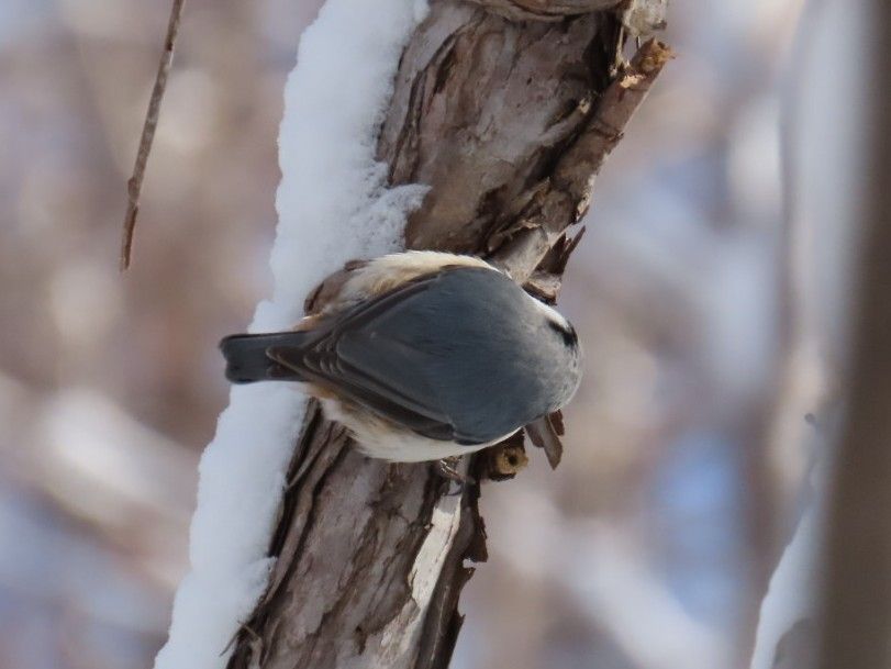 西岡公園の木の幹で餌を貪るゴジュウガラの後ろ姿