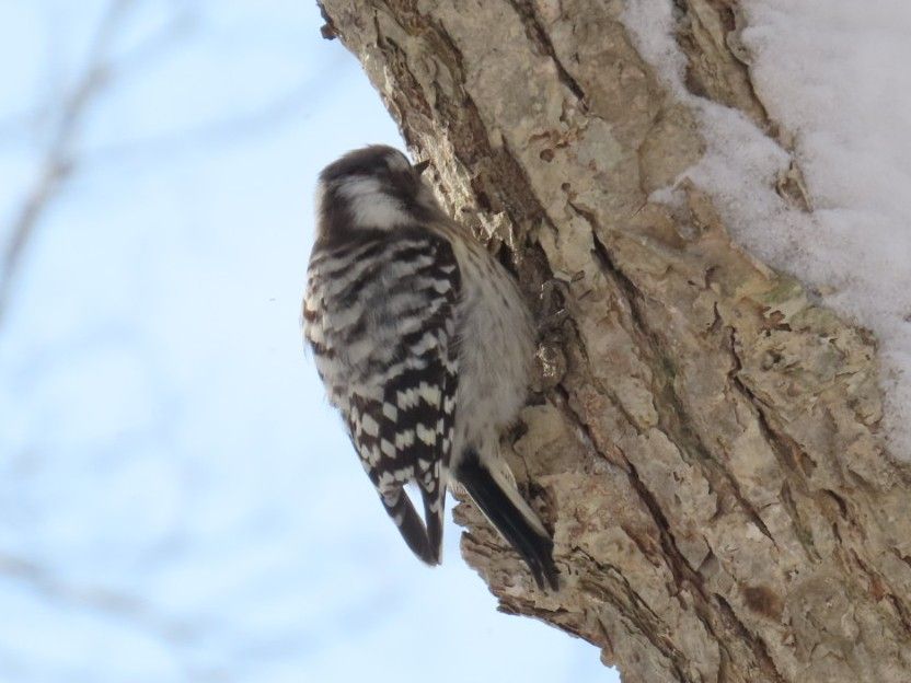 西岡公園の木の幹で餌を探すコゲラ
