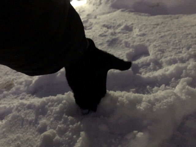 夜明け前に手袋のまま雪に指を指し積雪量を測る