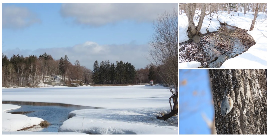 西岡公園貯水池と湿原とゴジュウガラ