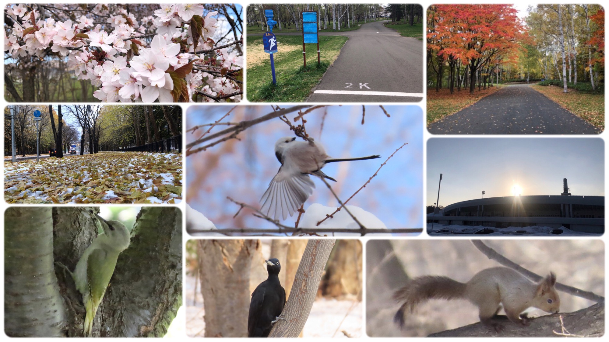札幌の真駒内公園を歩く｜ランニング・野鳥観察の散歩ブログ
