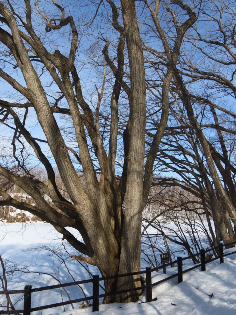 西岡公園の長寿の木と名前のついたみずならの木