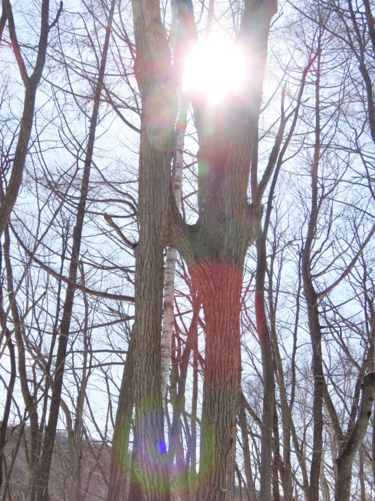 西岡公園のなかよしの木