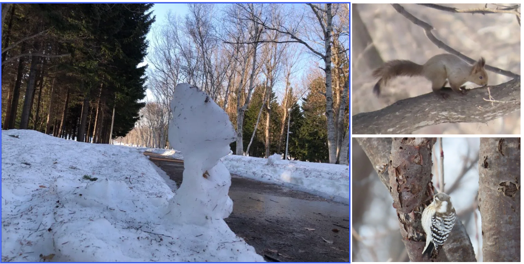 真駒内公園の雪解けで像のよに立つ雪柱とエゾリス、コゲラ