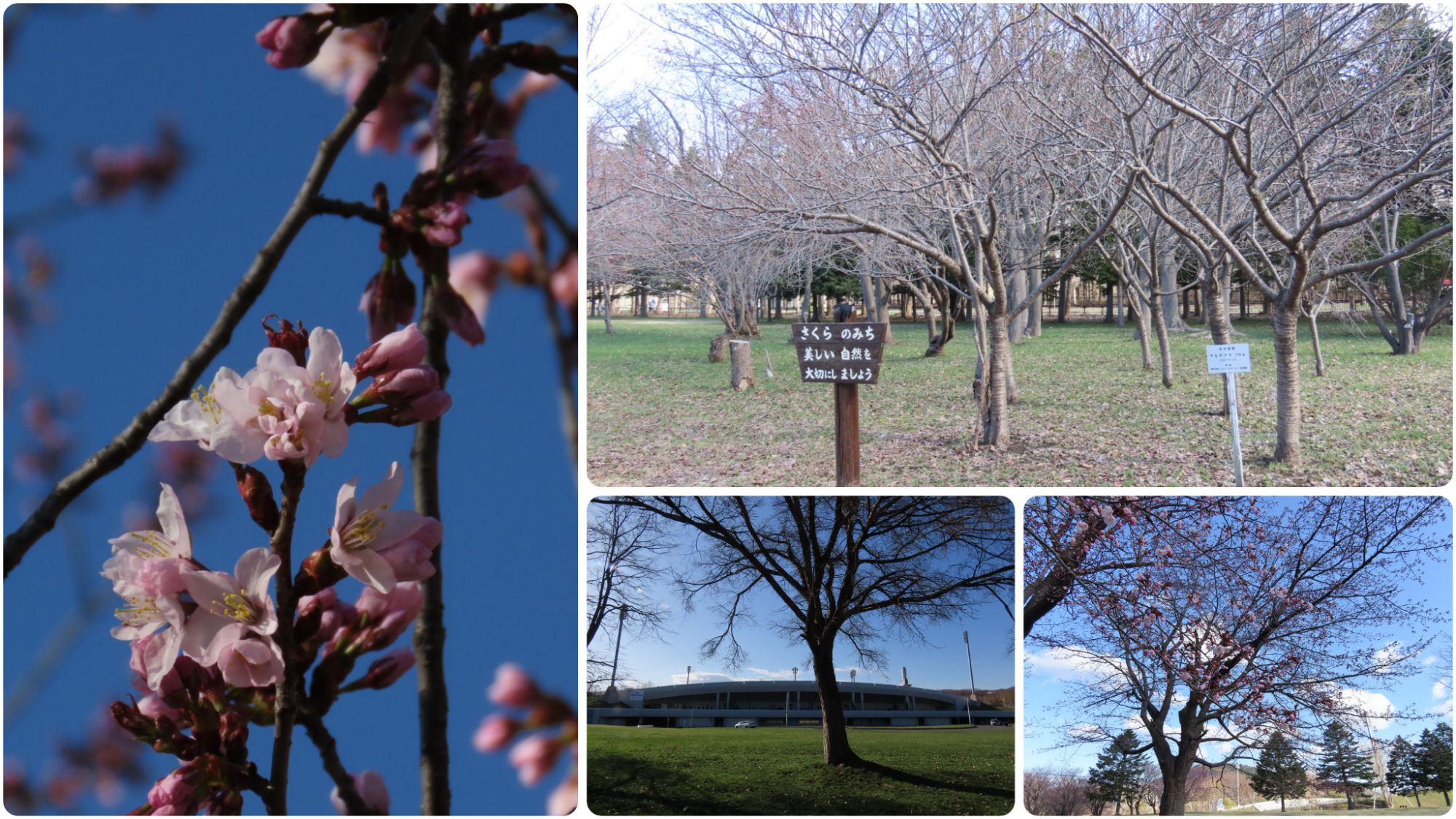 真駒内公園のエゾヤマザクラの花とさくらのみち付近、スタジアム、桜の木の4枚の写真