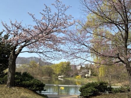 札幌中島公園の桜八分咲き越しの菖蒲池