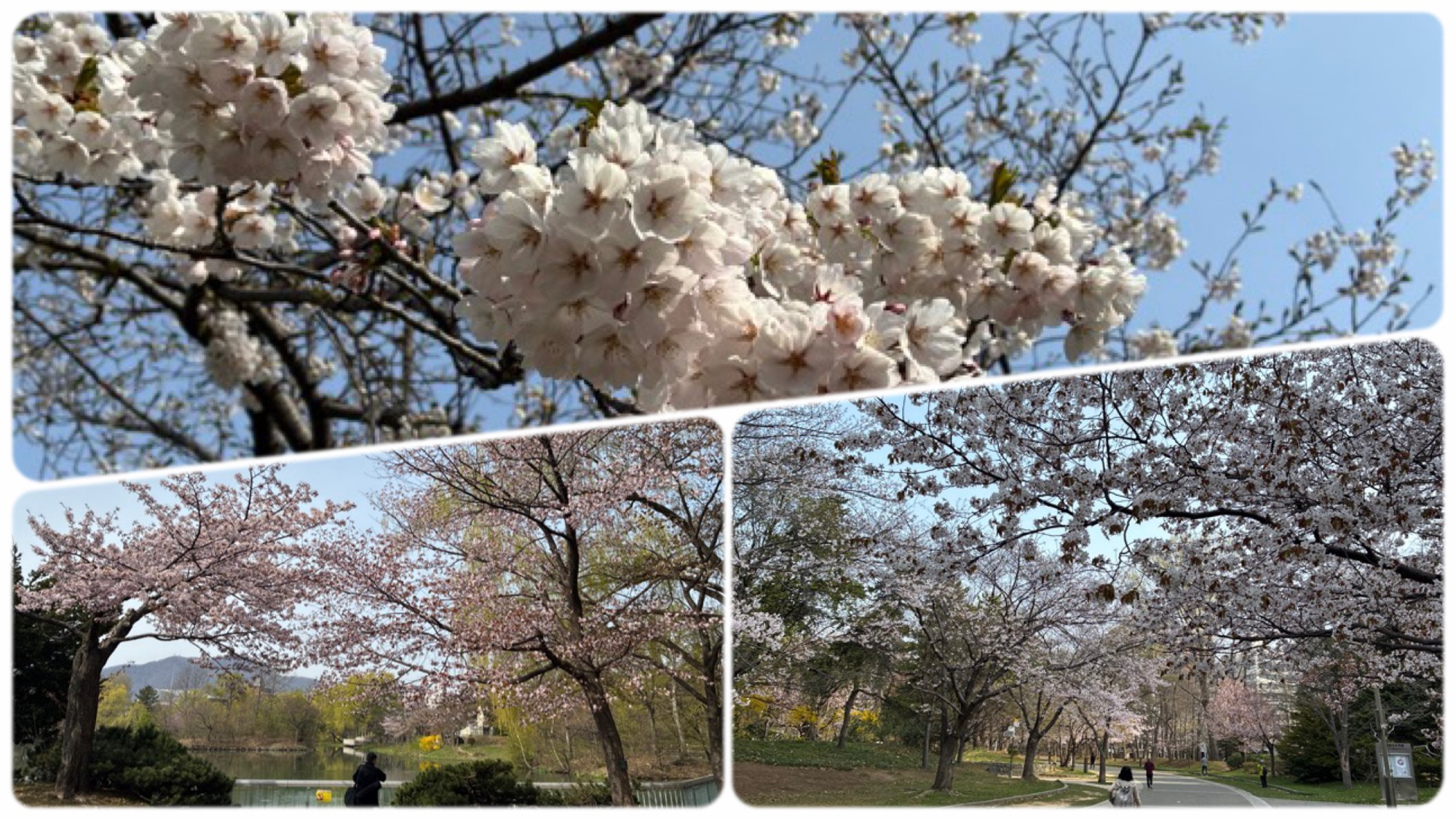 中島公園の桜の写真が三枚