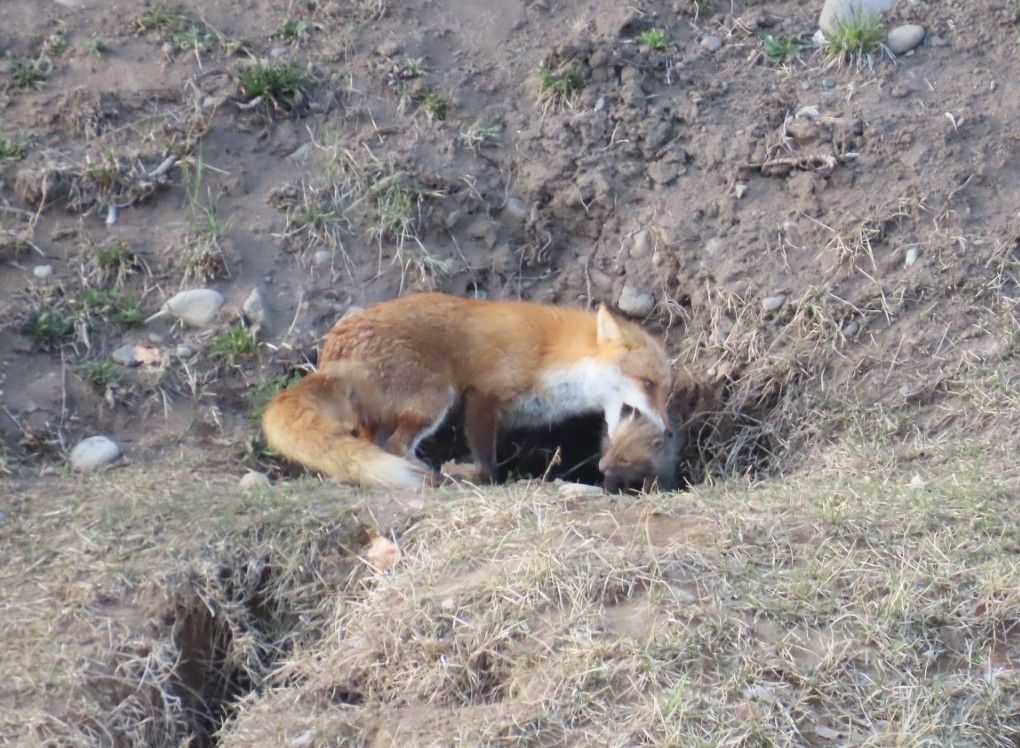 真駒内公園のコギツネの首根っこを噛んで巣穴の中に戻そうとする親キツネ